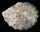 Bumpy Mammites Nodosoides Ammonite - #13295-1